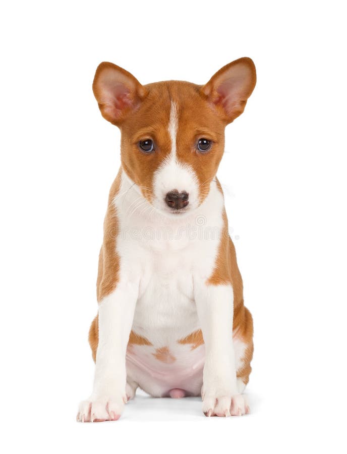Cucciolo di Basenji immagine stock libera da diritti