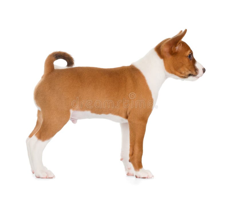 Cucciolo di Basenji fotografia stock