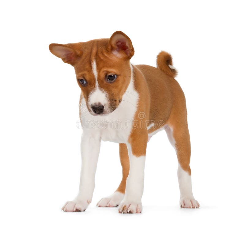 Cucciolo di Basenji fotografia stock