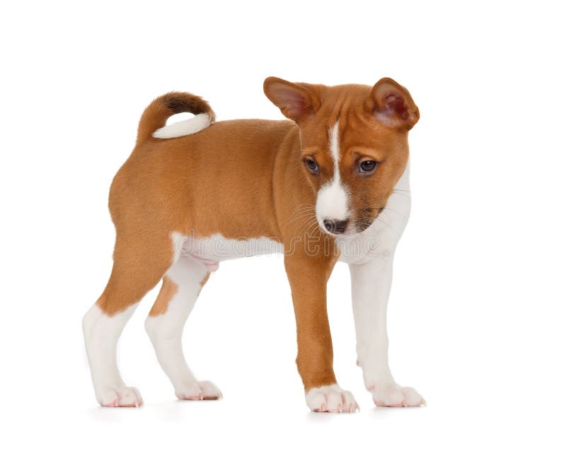 Cucciolo di Basenji immagine stock libera da diritti