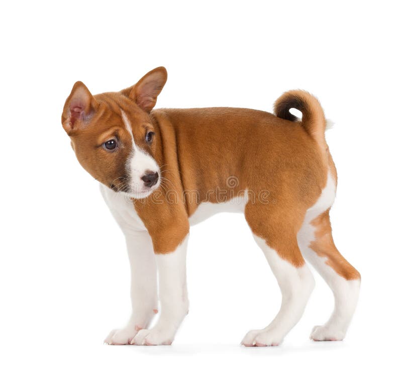 Cucciolo di Basenji fotografia stock libera da diritti