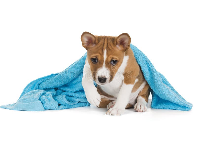 Cucciolo di Basenji immagine stock libera da diritti