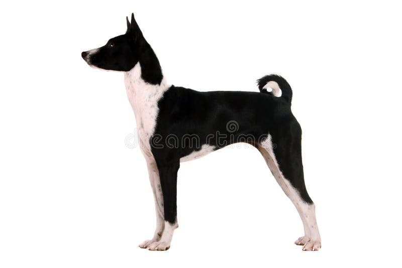 Cucciolo di Basenji su sfondo bianco fotografia stock