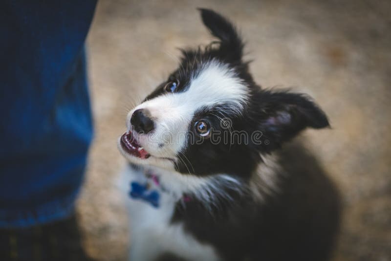 Cucciolo di border collie fotografia stock Cucciolo di border collie fotografia stock