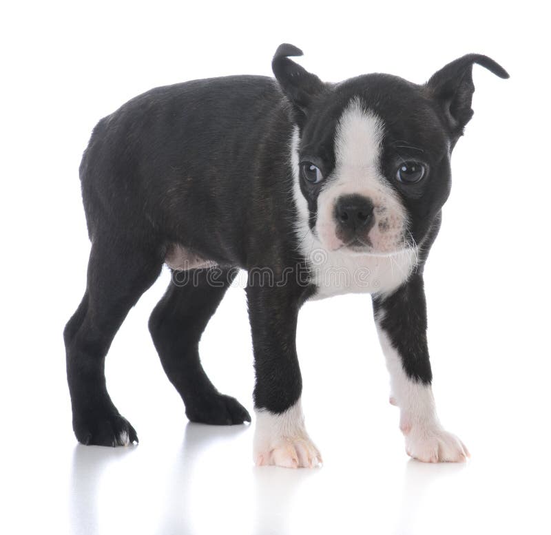 Cucciolo di Boston Terrier fotografia stock Cucciolo di Boston Terrier fotografia stock