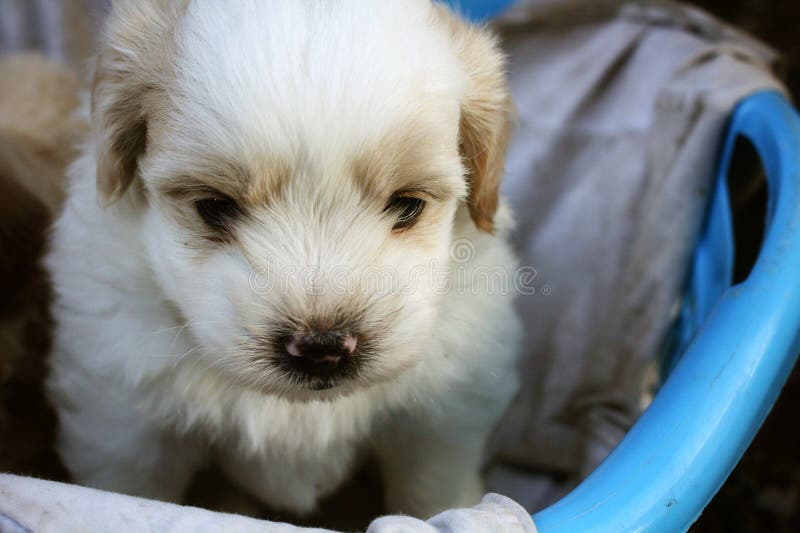 Cucciolo di cane immagini stock Cucciolo di cane immagini stock