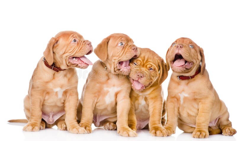 Cucciolo di cane allegro del Bordeaux del gruppo Isolato su priorità bassa bianca immagine stock libera da diritti Cucciolo di cane allegro del Bordeaux del gruppo Isolato su priorità bassa bianca immagine stock libera da diritti