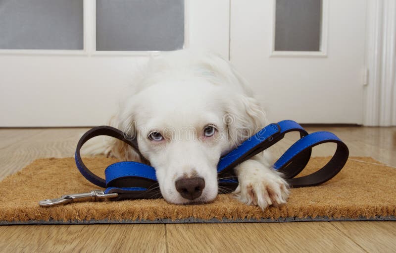 Cucciolo di cane che aspetta una passeggiata accanto alla porta a casa con il guinzaglio di cuoio