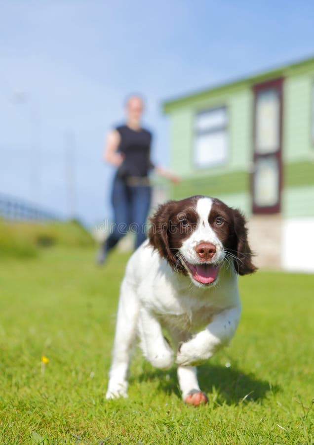 Dog owner training / running with happy puppy. Dog owner training / running with happy puppy.