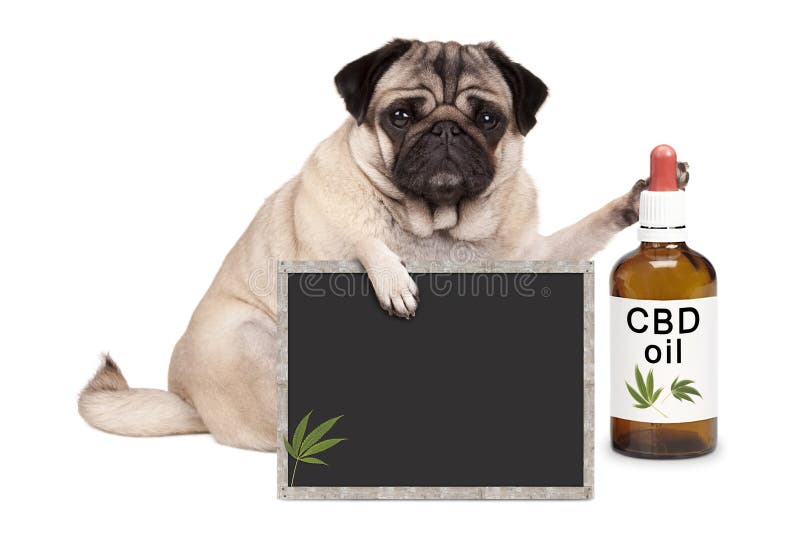 cucciolo di cane del carlino che si siede con la bottiglia del segno del petrolio e della lavagna di CBD, isolata sul fondo bianc fotografia stock libera da diritti cucciolo di cane del carlino che si siede con la bottiglia del segno del petrolio e della lavagna di CBD, isolata sul fondo bianc fotografia stock libera da diritti