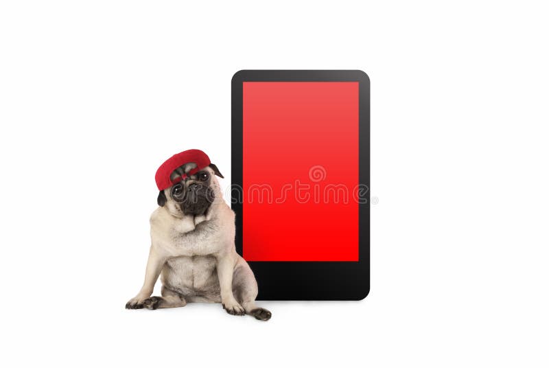 Cucciolo di cane del carlino del Ute che sembra astuto, sedendosi accanto al telefono della compressa con lo schermo rosso in bia