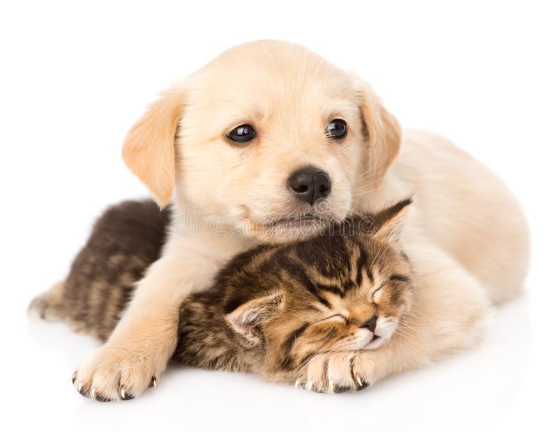 Cucciolo di cane di golden retriever che abbraccia il gatto britannico di sonno Isolato Cucciolo di cane di golden retriever che abbraccia il gatto britannico di sonno Isolato