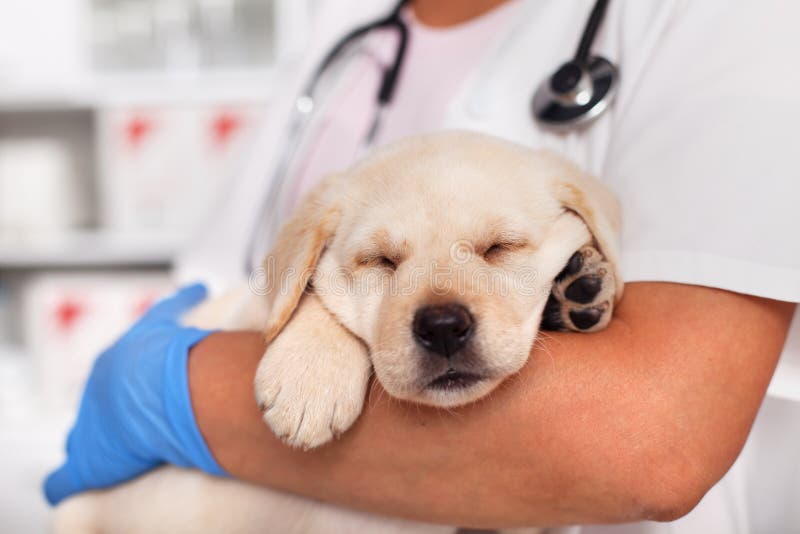 Cucciolo di cane esaurito di labrador che dorme nelle armi del veterinario