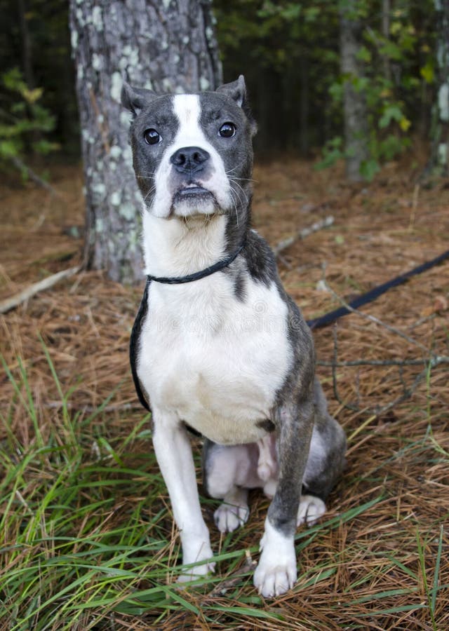 Cucciolo Di Cane Misto Striato Blu Della Razza Di Pitbull Boston