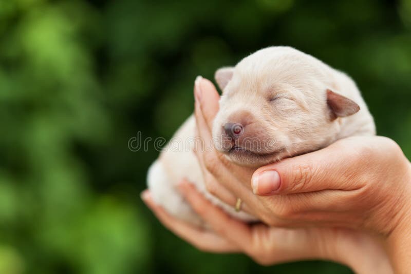 Cucciolo di cane neonato in palme della donna fotografia stock libera da diritti Cucciolo di cane neonato in palme della donna fotografia stock libera da diritti