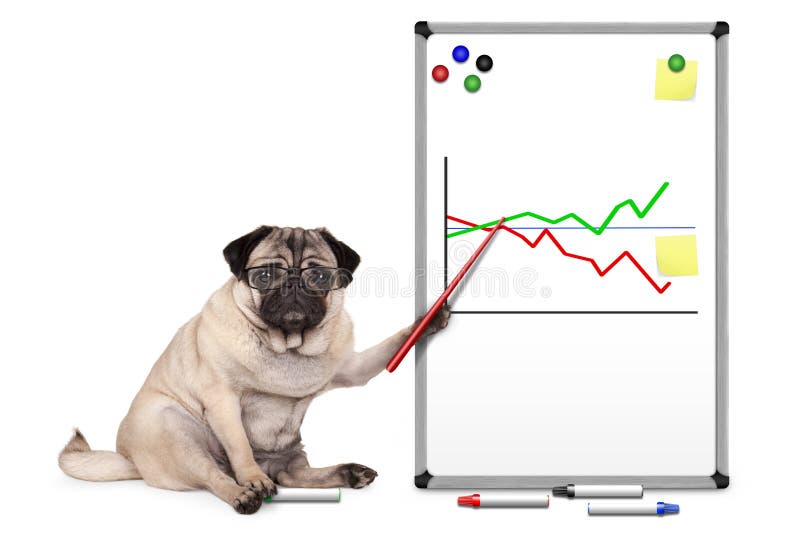 Cucciolo di cane serio del carlino di affari che si siede, indicando al bordo bianco con il grafico, le note gialle ed i magneti immagine stock libera da diritti Cucciolo di cane serio del carlino di affari che si siede, indicando al bordo bianco con il grafico, le note gialle ed i magneti immagine stock libera da diritti