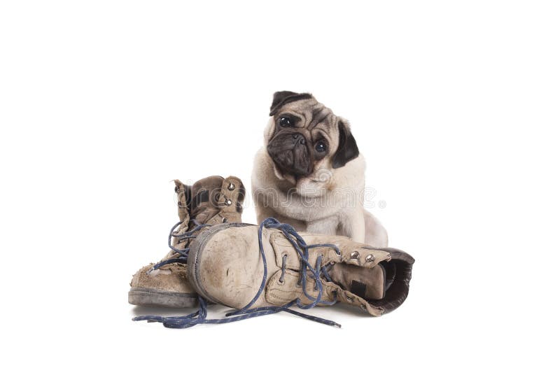 Cucciolo di cane sveglio del carlino che si siede accanto alle paia di vecchi stivali del lavoro, isolate sul fondo bianco