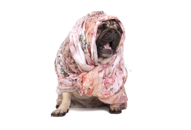 Cucciolo di cane sveglio divertente del carlino con il foulard che si siede giù sbadiglio, isolato sul fondo bianco