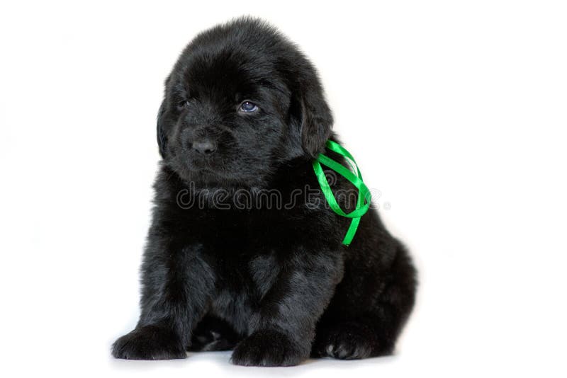 Cucciolo di cane di Terranova che si siede e che guarda lateralmente, su un fondo bianco Nastro verde legato fotografia stock libera da diritti Cucciolo di cane di Terranova che si siede e che guarda lateralmente, su un fondo bianco Nastro verde legato fotografia stock libera da diritti
