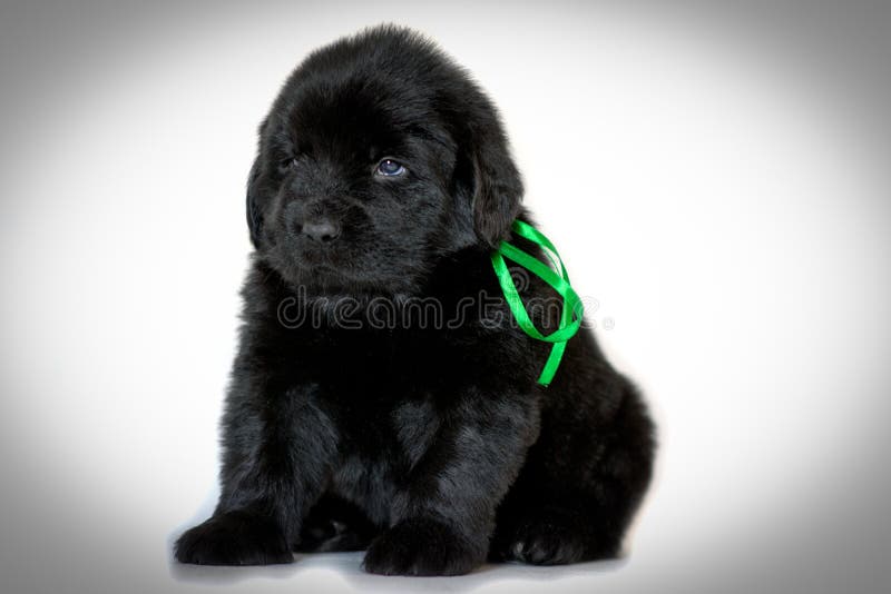 Cucciolo di cane di Terranova che si siede e che guarda lateralmente, su un fondo bianco Nastro verde legato il concetto degli an fotografia stock libera da diritti Cucciolo di cane di Terranova che si siede e che guarda lateralmente, su un fondo bianco Nastro verde legato il concetto degli an fotografia stock libera da diritti