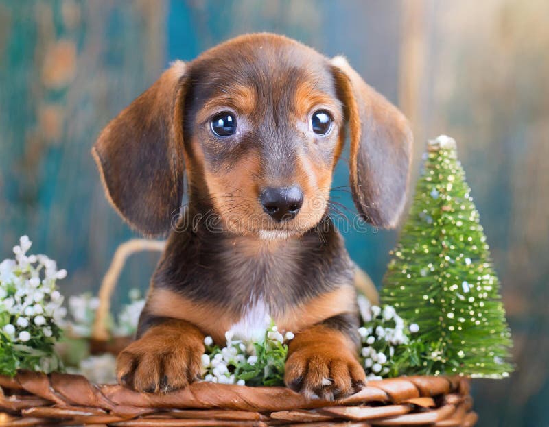 Cucciolo di dachshund royalty illustrazione gratis