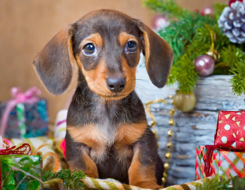 Cucciolo di dachshund illustrazione di stock
