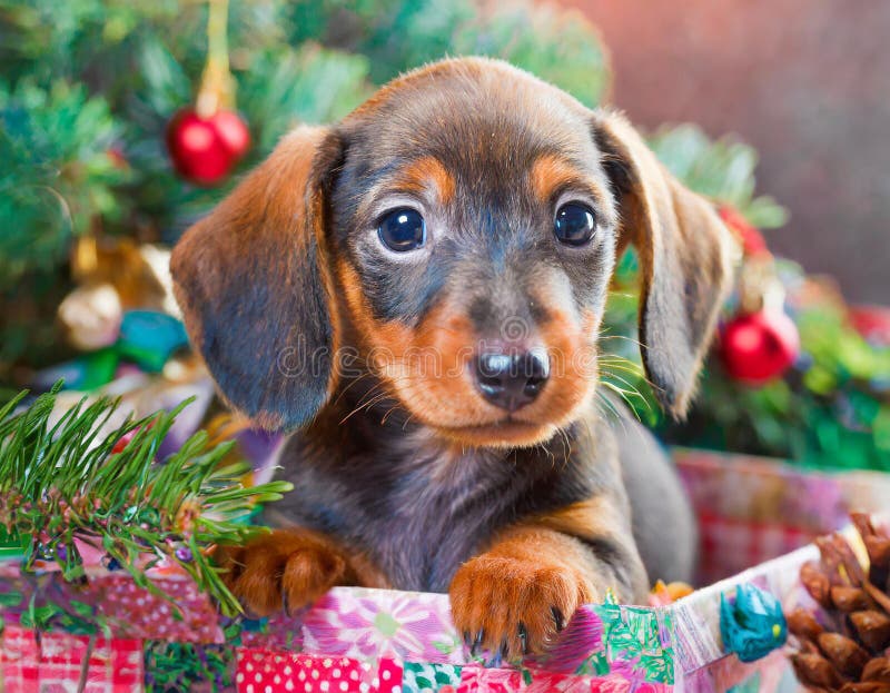 Cucciolo di dachshund royalty illustrazione gratis