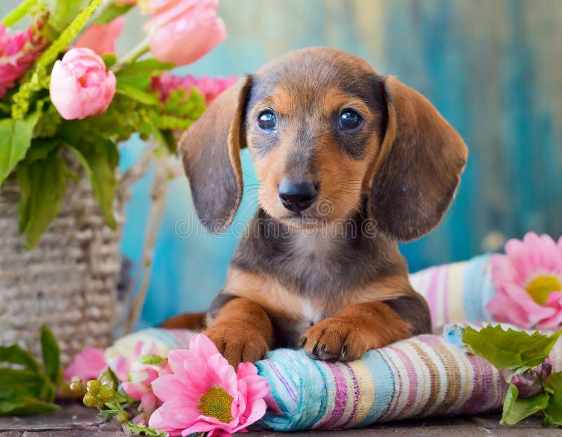 Cucciolo di dachshund illustrazione vettoriale