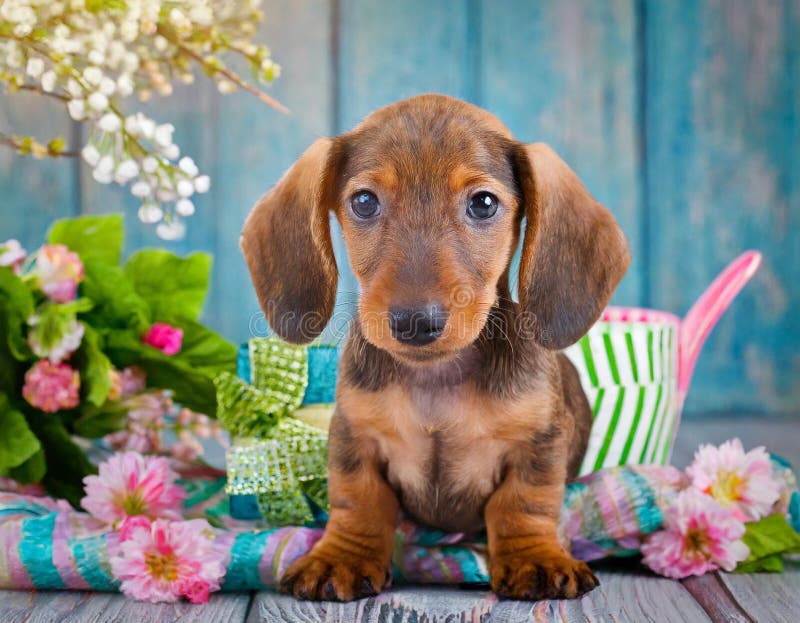 Cucciolo di dachshund illustrazione di stock
