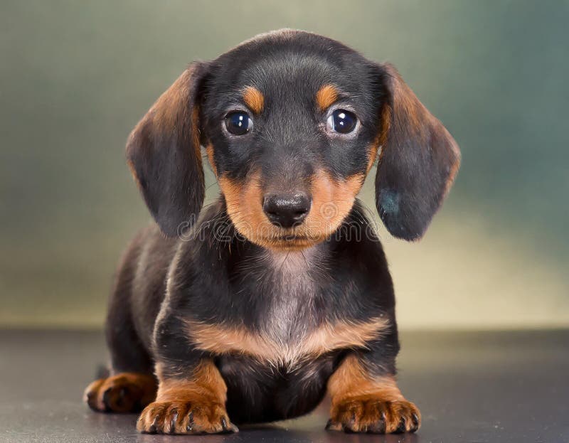 Cucciolo di dachshund illustrazione di stock
