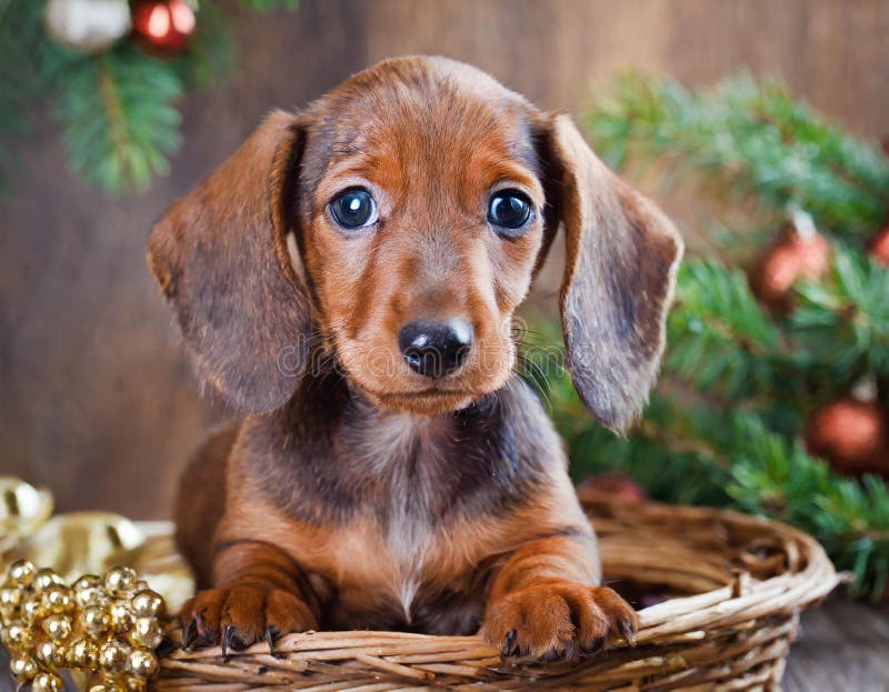 Cucciolo di dachshund illustrazione di stock