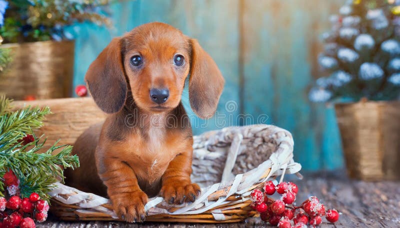 Cucciolo di dachshund royalty illustrazione gratis