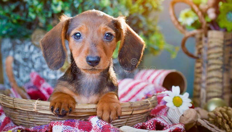 Cucciolo di dachshund illustrazione di stock