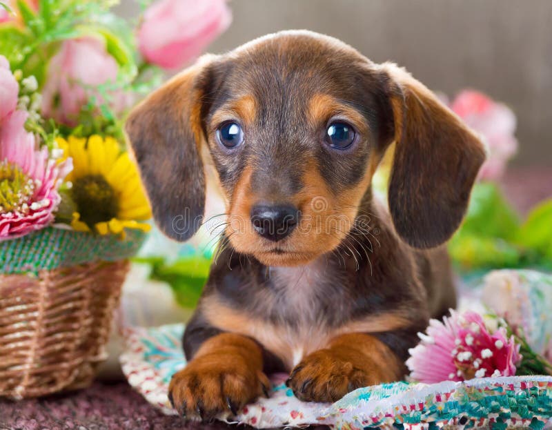 Cucciolo di dachshund royalty illustrazione gratis