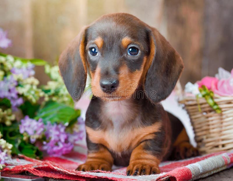 Cucciolo di dachshund illustrazione di stock