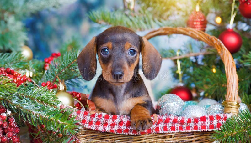 Cucciolo di dachshund royalty illustrazione gratis