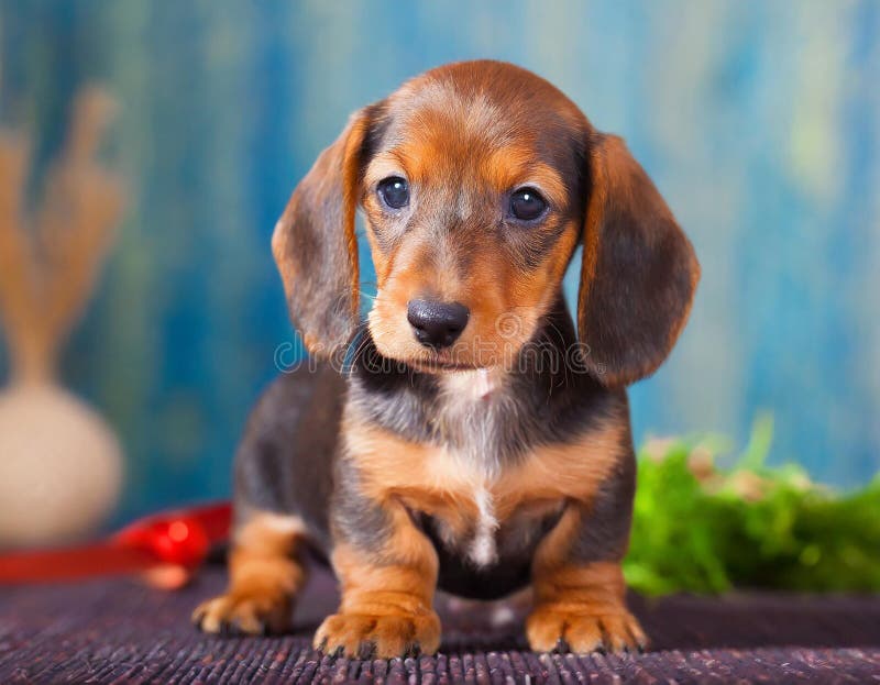 Cucciolo di dachshund royalty illustrazione gratis