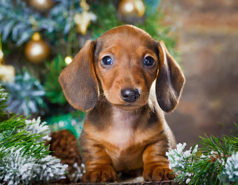 Cucciolo di dachshund illustrazione vettoriale