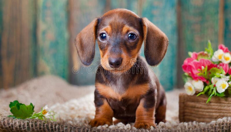 Cucciolo di dachshund illustrazione di stock