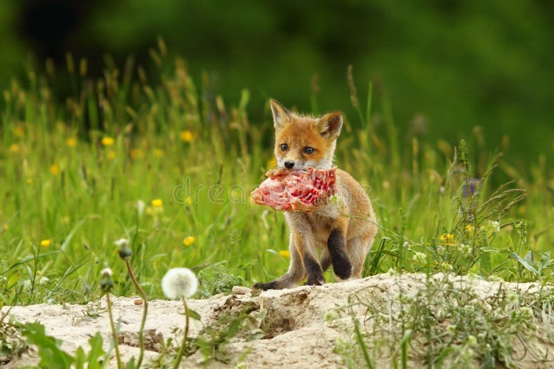 Cucciolo Di Fox Che Mangia Carne Fotografia Stock Immagine di