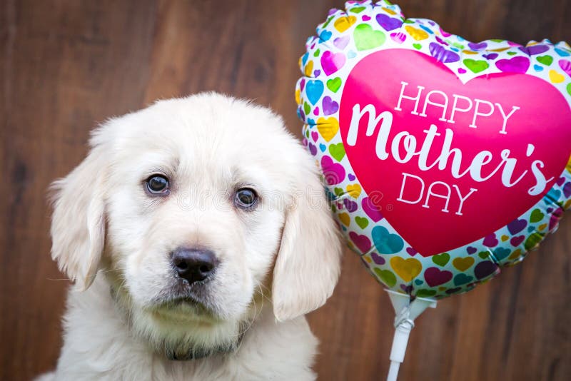 Cucciolo di golden retriever sulla festa della Mamma immagine stock libera da diritti Cucciolo di golden retriever sulla festa della Mamma immagine stock libera da diritti
