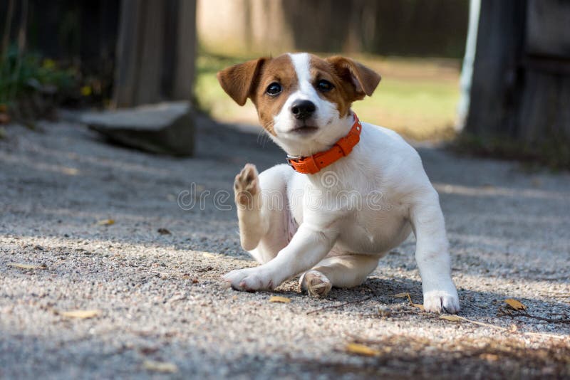 Cucciolo di Jack Russel fotografie stock libere da diritti Cucciolo di Jack Russel fotografie stock libere da diritti