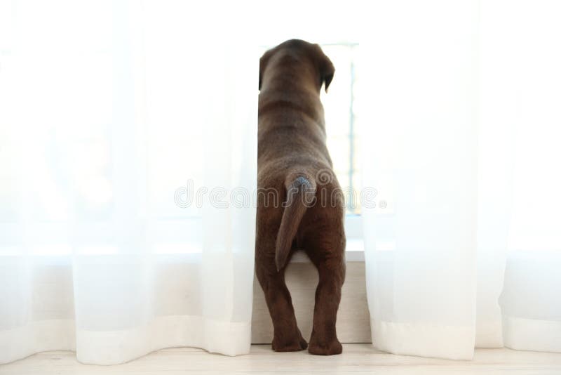Cucciolo di labrador retriever del cioccolato che guarda fuori finestra fotografia stock libera da diritti Cucciolo di labrador retriever del cioccolato che guarda fuori finestra fotografia stock libera da diritti