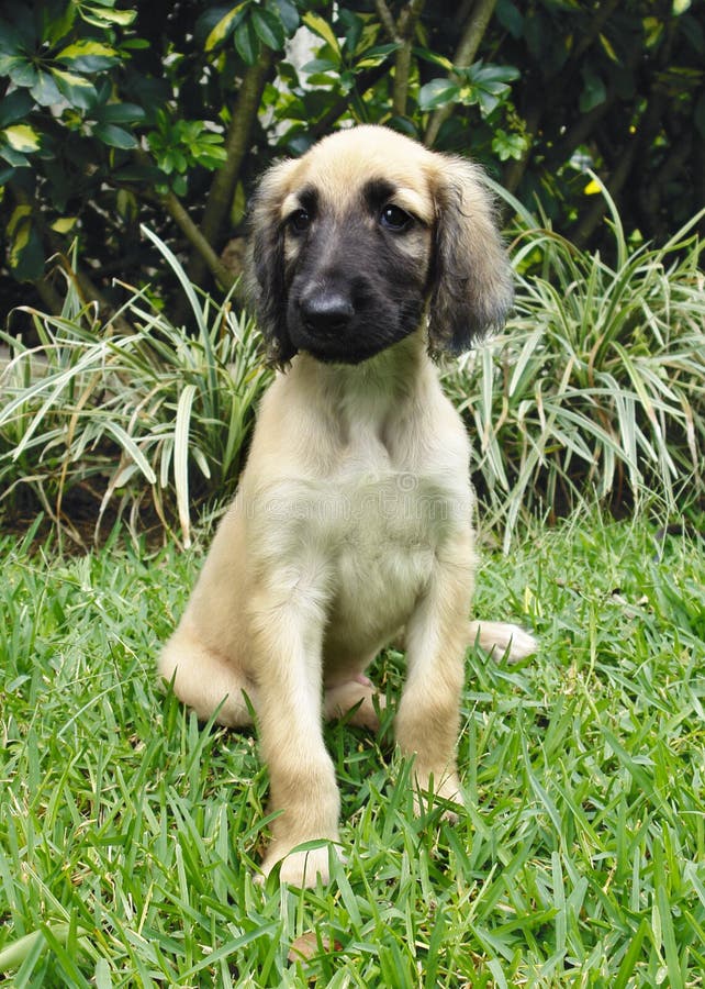 Pure breed afghan hound puppy sttting. Pure breed afghan hound puppy sttting