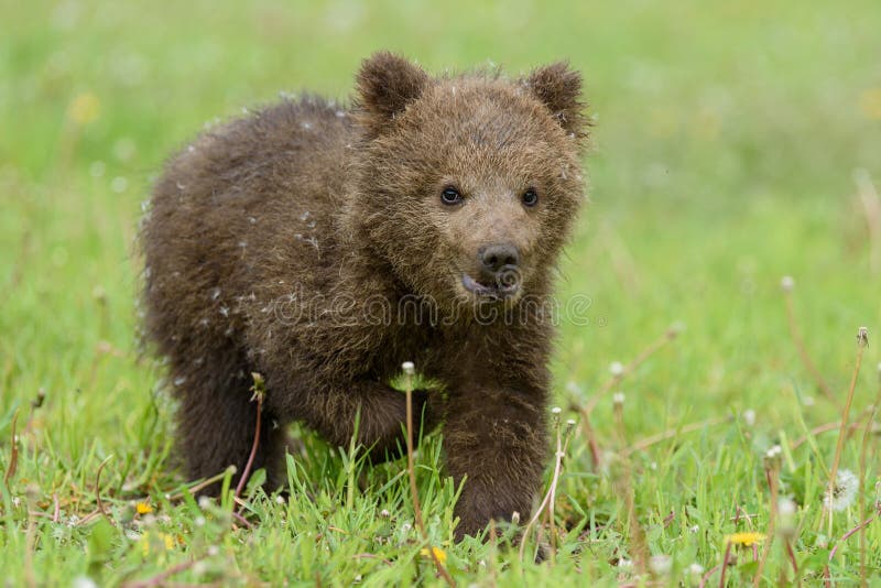 Cucciolo di orso. piccolo animale pericoloso nell'habitat naturale dei prati immagini stock