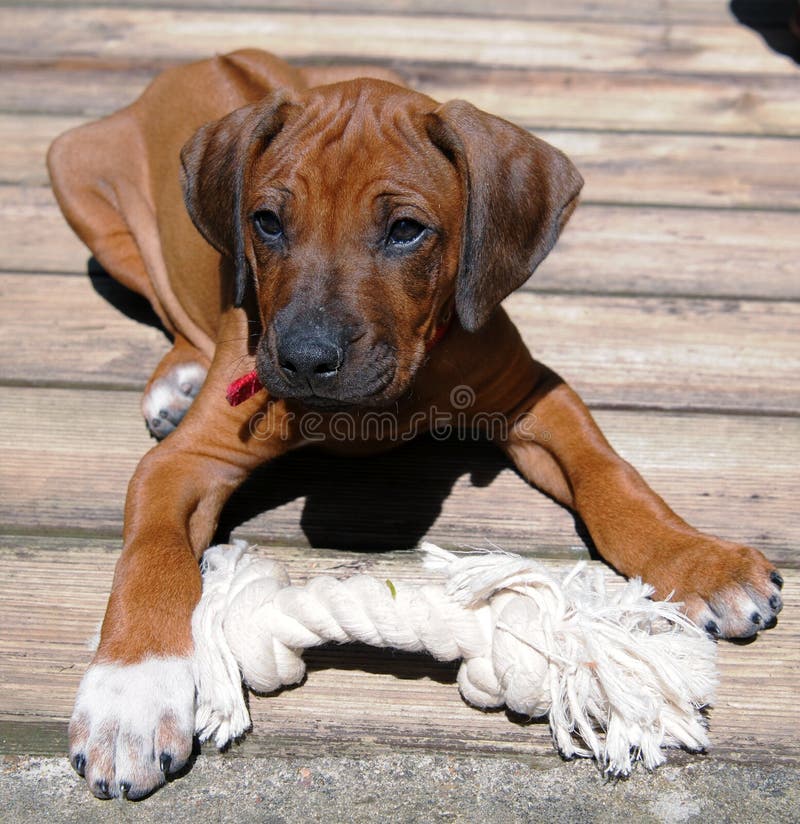 Cucciolo di Rhodesian Ridgeback fotografia stock libera da diritti Cucciolo di Rhodesian Ridgeback fotografia stock libera da diritti