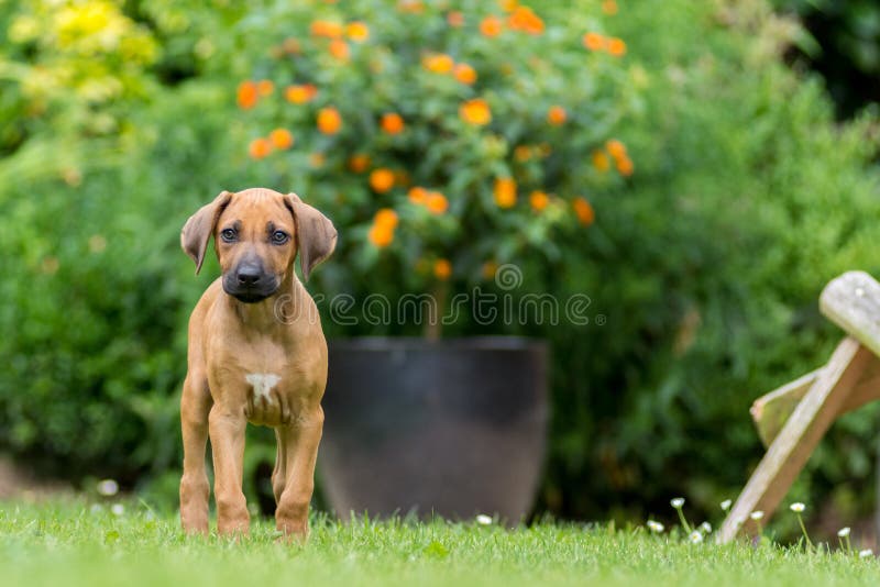 Cucciolo di Rhodesian Ridgeback fotografia stock Cucciolo di Rhodesian Ridgeback fotografia stock