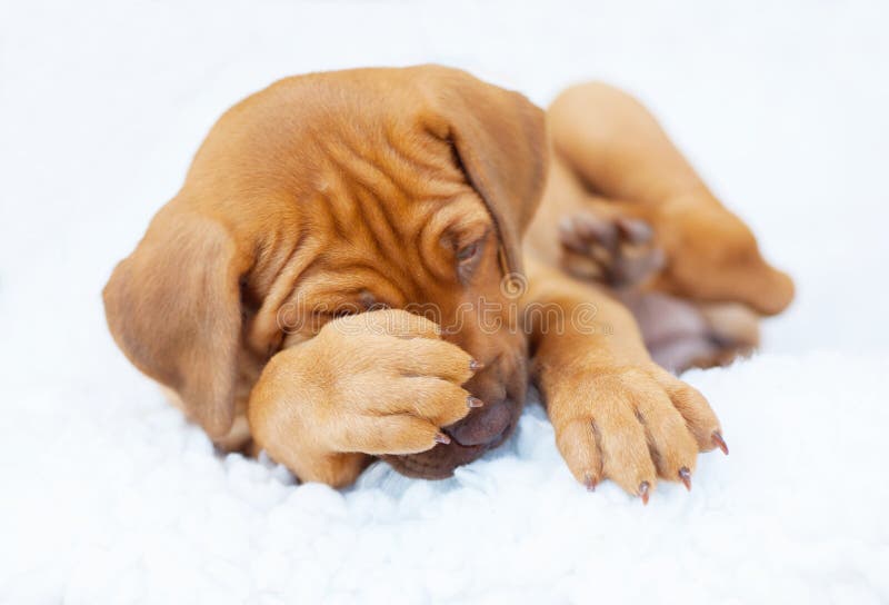 Cucciolo di Rhodesian Ridgeback stanco immagine stock Cucciolo di Rhodesian Ridgeback stanco immagine stock