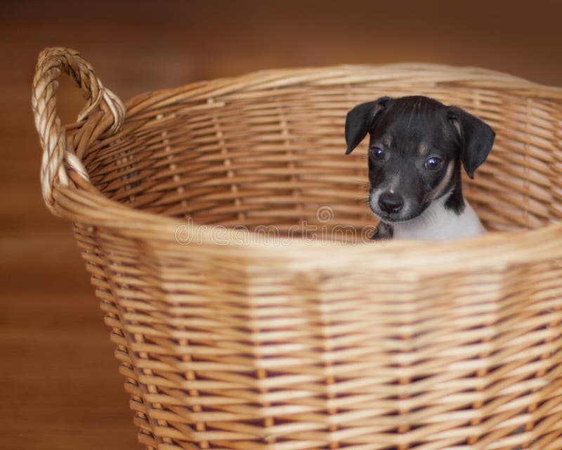 Cucciolo di Terrier di ratto in canestro di vimini immagini stock