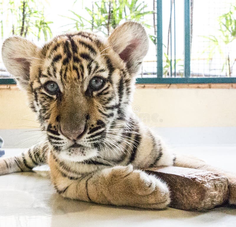 Tigri Cucciolo Di Tigre - Foto Gratis Su - Foto 2